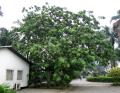 Albizia lebbeck