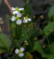 Alisma plantago-aquatica