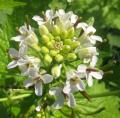 Alliaria petiolata