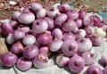 Allium cepa