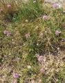 Allium lusitanicum