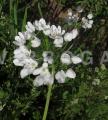 Allium neapolitanum