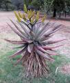 Aloe marlothii