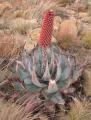 Aloe peglerae