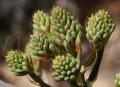 Aloe zebrina