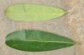 Alstonia scholaris