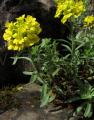 Alyssum montanum