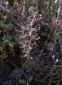 Alyssum simplex