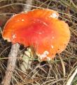 Amanita muscaria