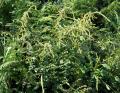 Amaranthus hybridus
