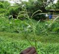 Amaranthus spinosus