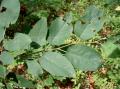 Amelanchier laevis