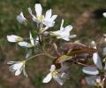Amelanchier lamarckii