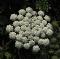 Ammi majus