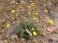 Anacyclus radiatus