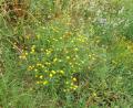 Anacyclus valentinus