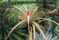 Ananas bracteatus