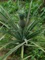 Ananas comosus