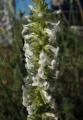 Anarrhinum duriminium