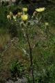 Andryala integrifolia