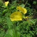 Aneilema aequinoctiale