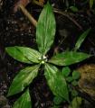 Aneilema beniniense