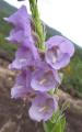 Angelonia tomentosa