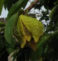 Annona muricata