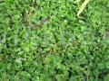 Anredera cordifolia