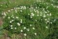 Anthemis arvensis