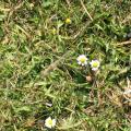 Anthemis maritima