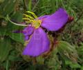 Antherotoma senegambiensis