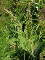 Anthoxanthum odoratum