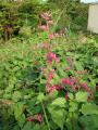 Antigonon leptopus