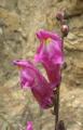 Antirrhinum majus