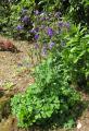 Aquilegia vulgaris