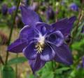 Aquilegia vulgaris