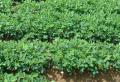Arachis hypogaea