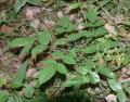 Aralia foliolosa