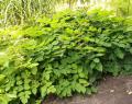 Aralia racemosa