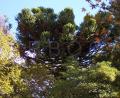 Araucaria araucana
