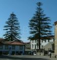 Araucaria heterophylla