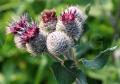 Arctium tomentosum