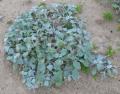 Arctotheca populifolia