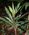 Ardisia crenata