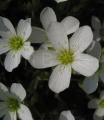 Arenaria montana