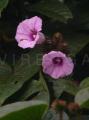 Argyreia capitiformis