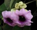 Argyreia nervosa