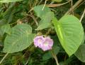 Argyreia wallichii