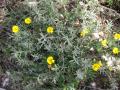 Argyrolobium zanonii